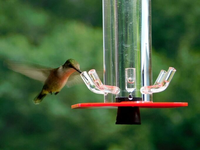 Beste Kolibri-Feeder. Untertasse Und Inverted Feeder